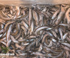 Cá trứng đông lạnh