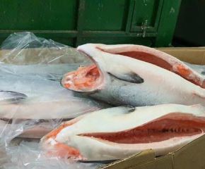 Cá Hồi Đông Lạnh Nguyên Con