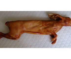 Thỏ móc hàm