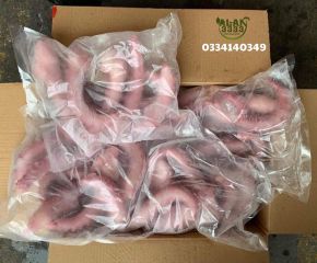 Râu bạch tuộc khổng lồ Râu bạch tuộc khổng lồ