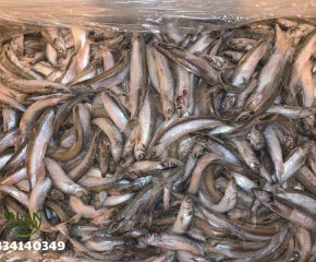 Cá trứng đông lạnh